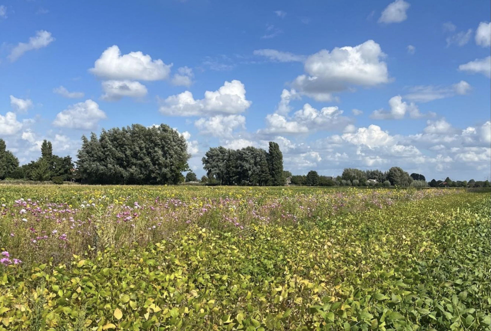 Photo taken in Klompe Landbouw, a regenerative agriculture farm in the Netherlands